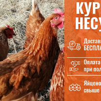 Куры несушки