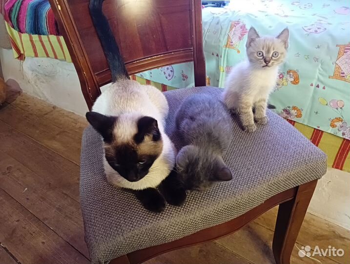 Котёнок (девочка)