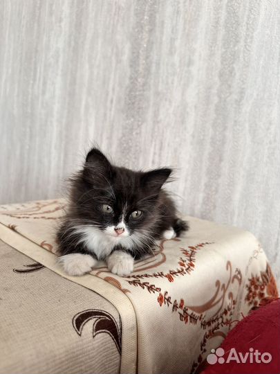 Котенок