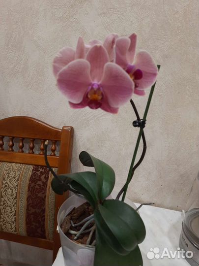 Орхидея фаленопсис