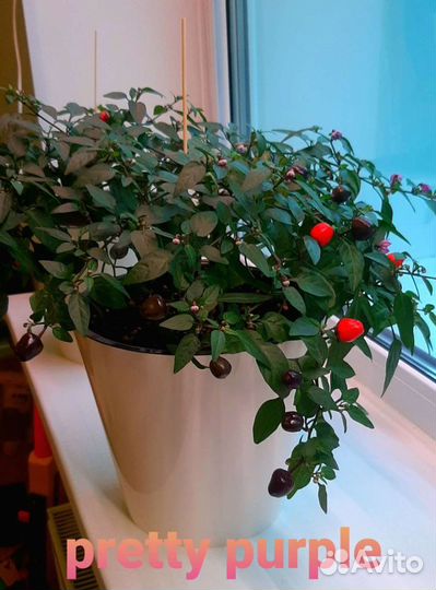 Перцы супер острые