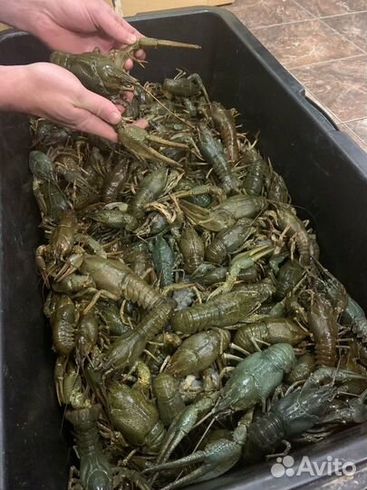 Раки живые