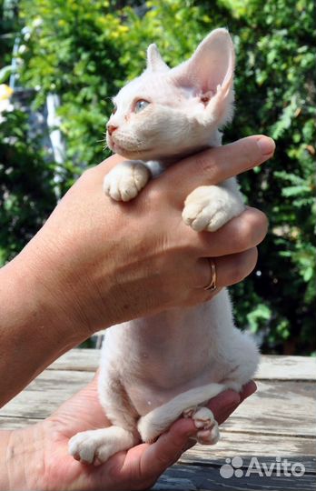 Котята Девон-Рекс