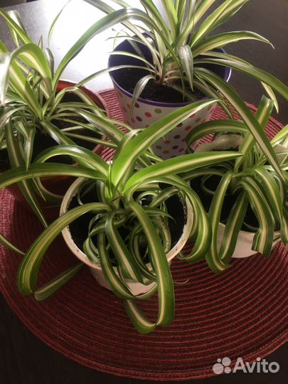 Хлорофитум