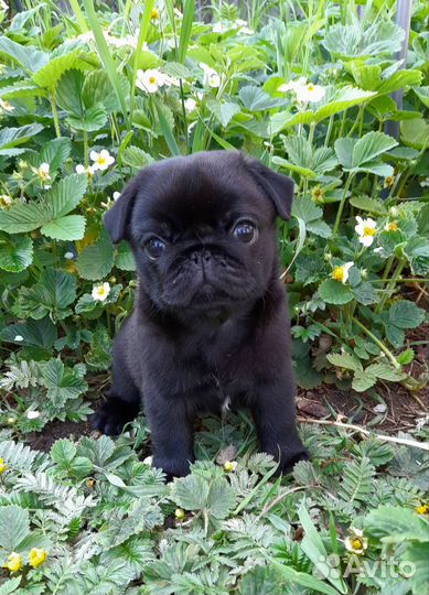 Щенки мопса