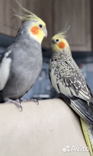 Попугай корелла