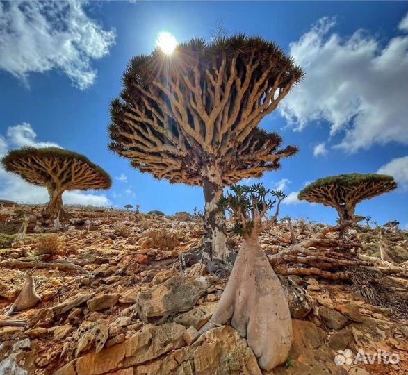 Тур на о. Сокотра