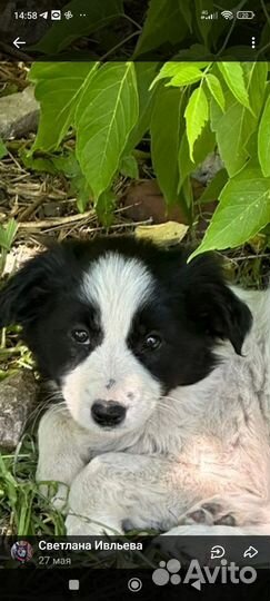 Собаки бесплатно в добрые руки щенки