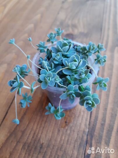 Суккуленты 4