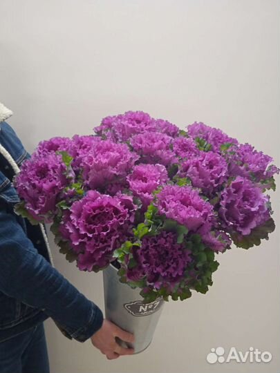 Цветы Брассика