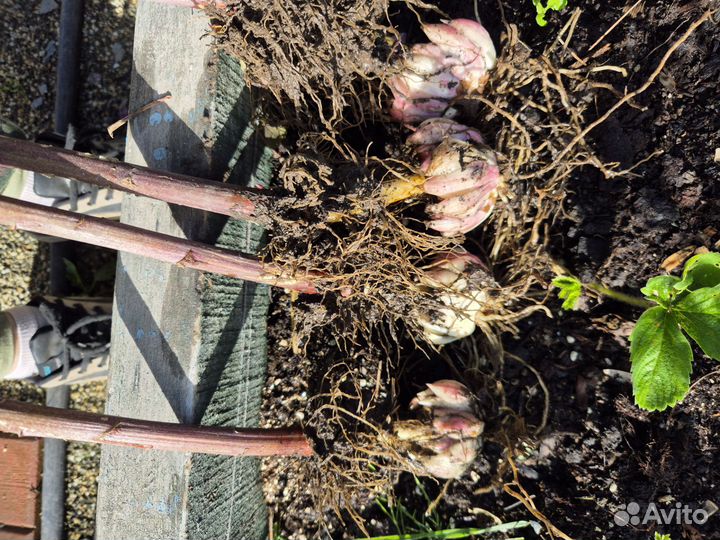 Лилейник,лилии