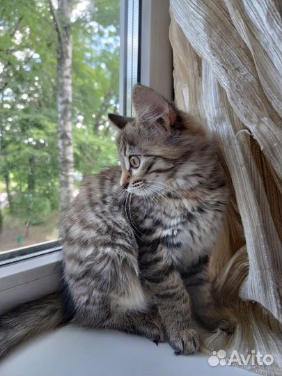 Домашние животные кошки