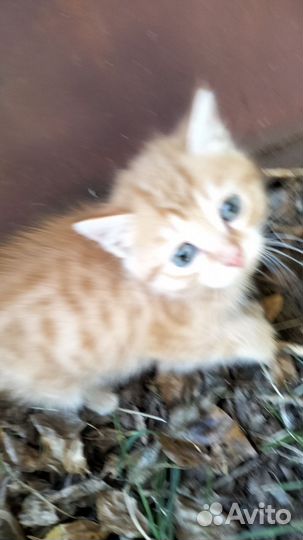 Котик девочка,отдаем бесплатно в добрые руки