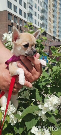 Щенки чихуахуа мини девочка и мальчик