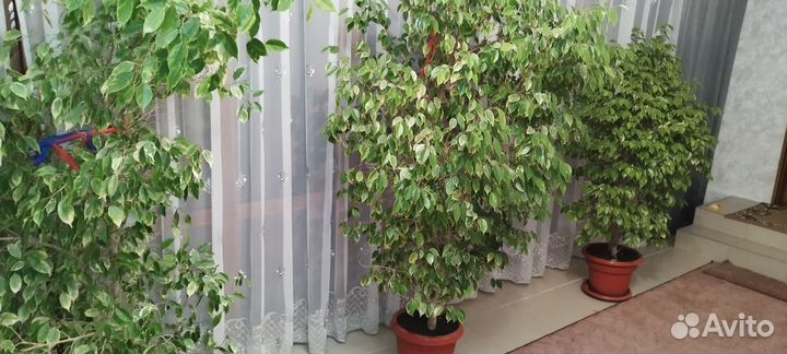 Комнатные цветы шефлера