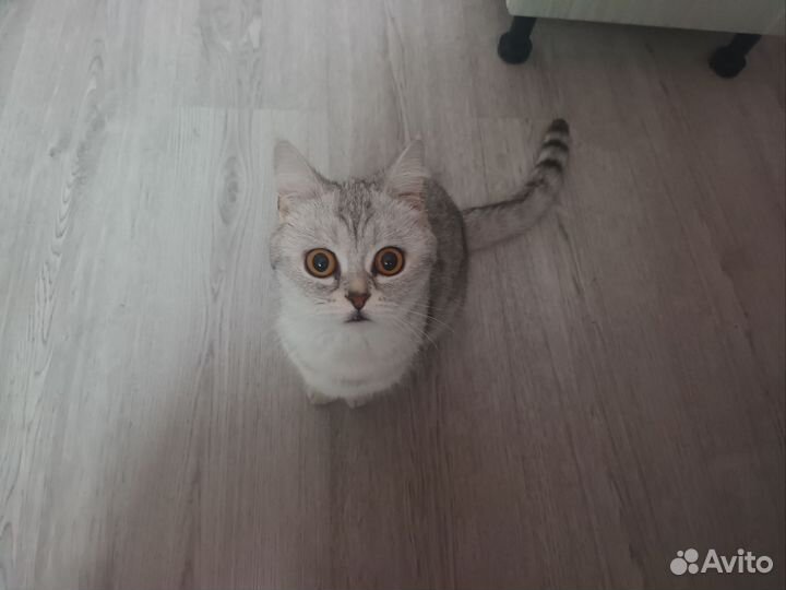 Случка кошки