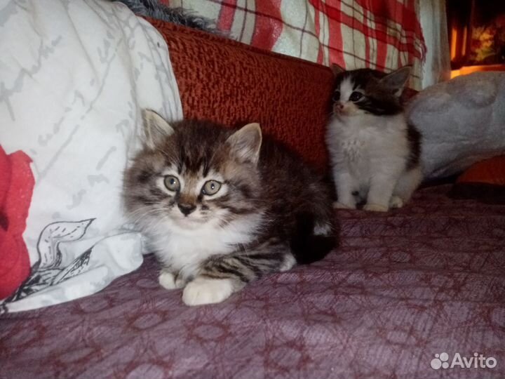 Сибирские котята