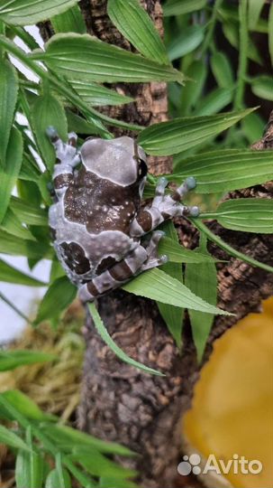 Террариум с лягушонком