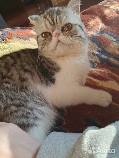 Животные кошка персы