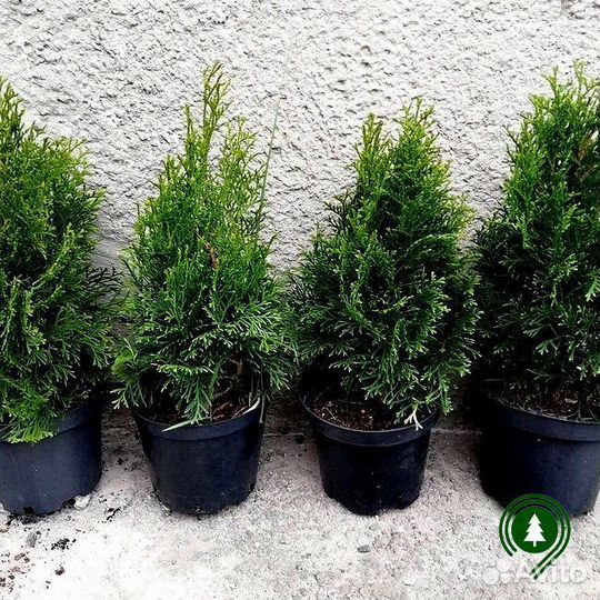 Туя артикул L-2555