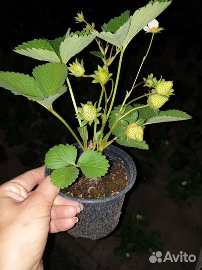 Рассада клубники Альба, Азия, Мурано, Кабрилло