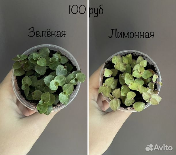 Каллизия