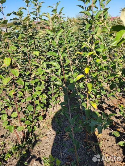 Продаю саженцы плодовых деревьев