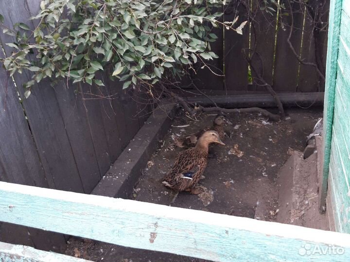 Продаю Домашних уток,.Башкирские.,И кряква