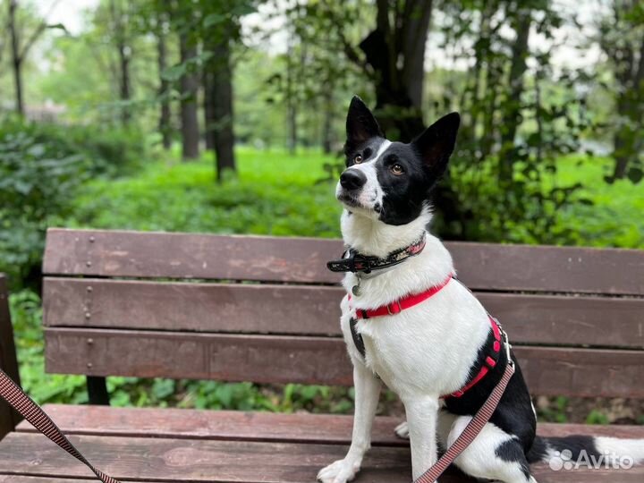 Лика ищет дом