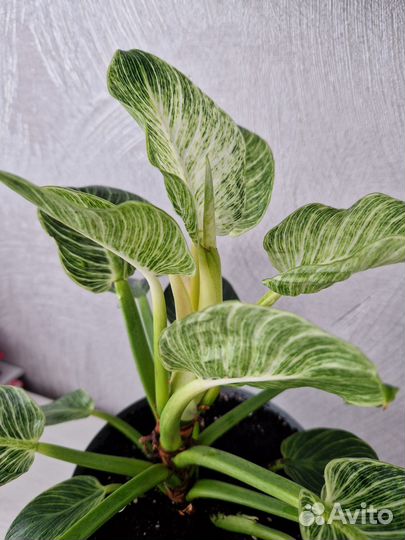 Филодендрон