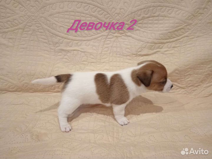 Щенки Джек Рассел терьер