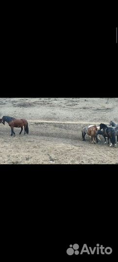 Продажа лошадей