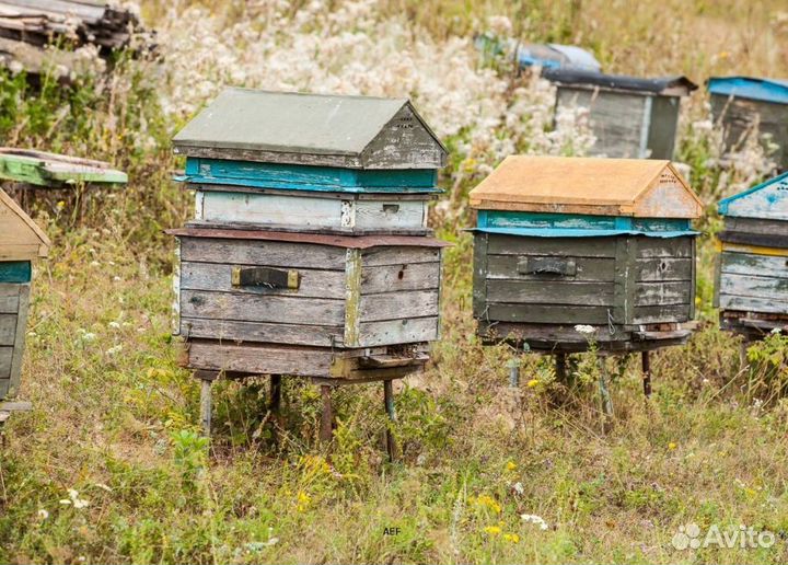 2024 Мёд натуральный с Алтая опт