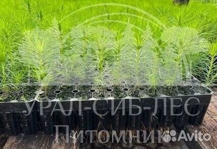 Зкс Сосна сеянцы Ели Лиственницы окс Голуб Горная