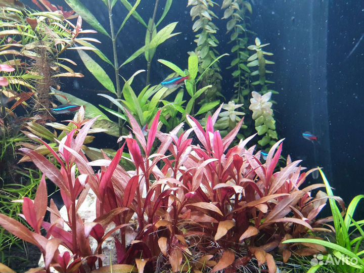 Растения для аквариума