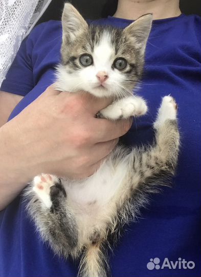 Котенок девочка 2 мес