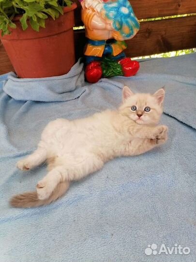 Невские малыши ждут вас
