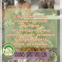 Котята в добрые руки