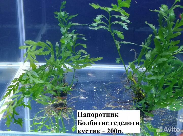 Растения для аквариума