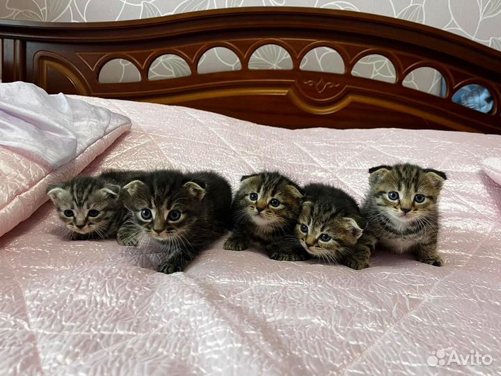 Вислоухие котята