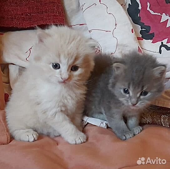 Сибирские котята в добрые руки