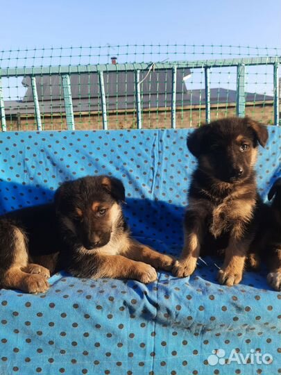 Щенки Овчарки