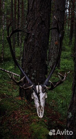 Имитация черепа северного оленя