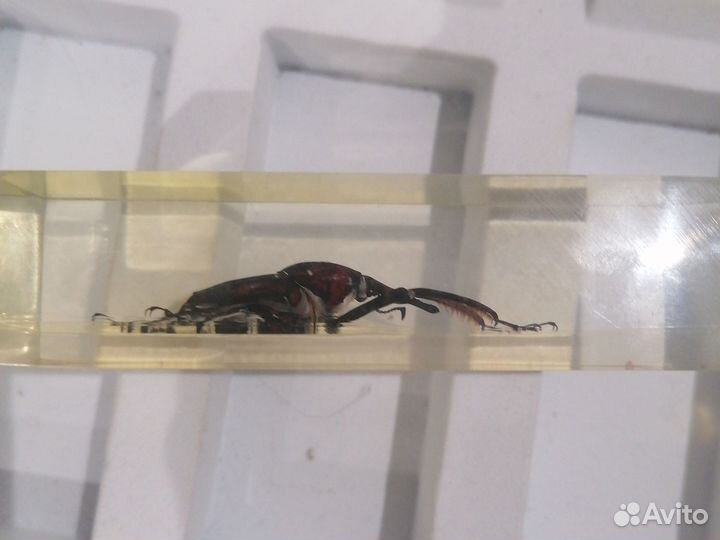 Жуки в стекле