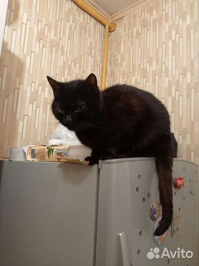 Отдам кошку в добрые руки