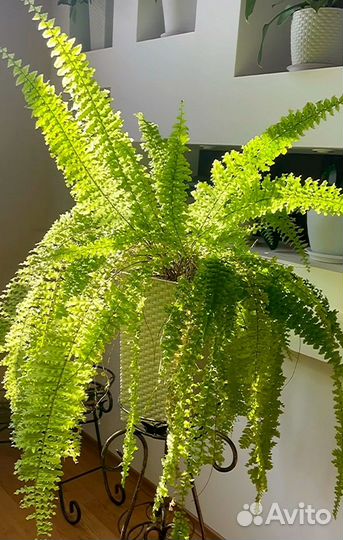 Озеленение, уход за растениями