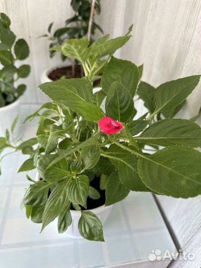 Комнатные цветы до 30-го числа продаю