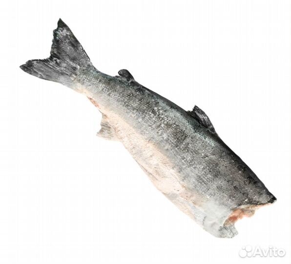 Нерка пбг блочной заморозки размер 