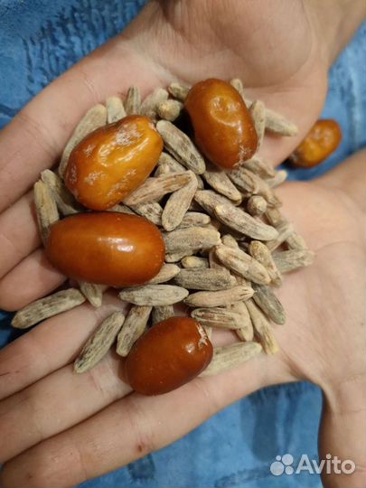 Семена Джида лох узколистный садовый