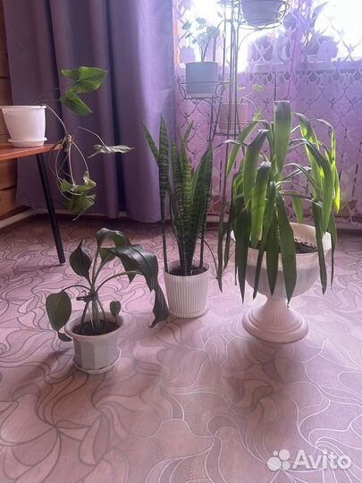 Комнатные цветы